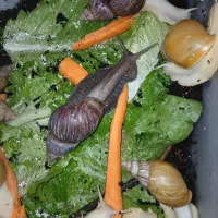 معجزه پوست حلزون شاه مولد تعداد بالا تخفیف