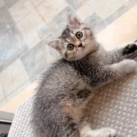 گربه اسکاتلندی