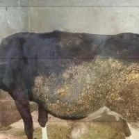 گاو وگوساله