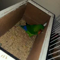 طوطی کوتوله برزیلی جفت