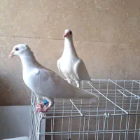 جفت عراقی نسل قدیم کشیده و بلند