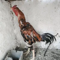جوجه لاری