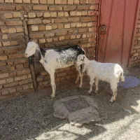 بز افغانی جوان