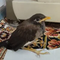 جوجه مینا