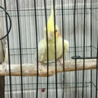 عروس هلندی جفت بافت