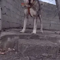 سگ پژدر عراقی