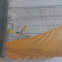 قناری بخون