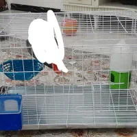 قفس جفت گیری و پرنده‌