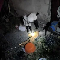 بز بزغاله بره گوسفند