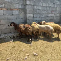 ۶عددگوسفند