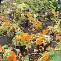 تولیدعمده گل و گیاه و انجام کلیه خدمات باغبانی