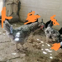 مرغ طوسی
