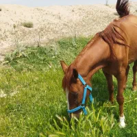 اسب مادیون درجه یک