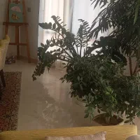 نیروی خانم جهت لواسان