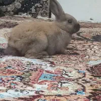 خرگوش لوپی نر و ماده