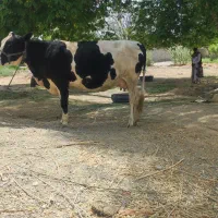 گاو اصل لبنانی فروشی