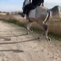 اسب یورقه