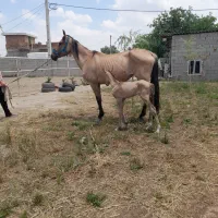 مادیان ترکمن مدارک دارباکره نریان سمند