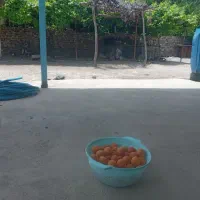زردآلو