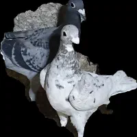 کبوتر فروشی