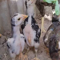 جوجه خروس اوشامو