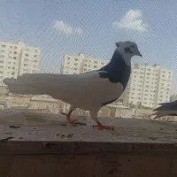 طوقی سیاه کاکلی جفت با دوتابچه هاش