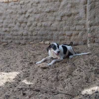 توله سگ پا کوتاه