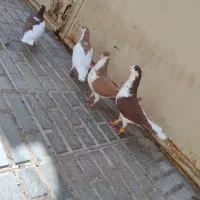 کفتر فروش فوری
