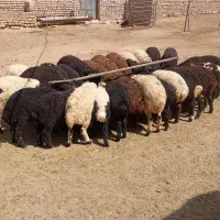 بره نرپای پروار