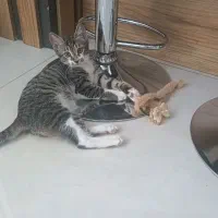 واگذاری بچه گربه