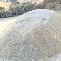 کاه عدس