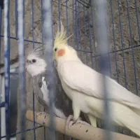 عروس هلندی جفت