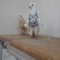 پرنده