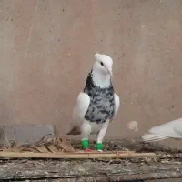 نرماده طوقی الماس