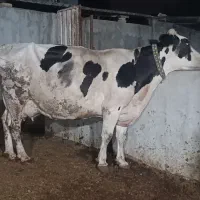 گاو۵ماه ابستن