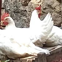 خروس سفید