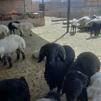 بز  چاق جوان