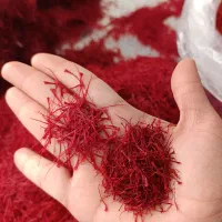 پیاز زعفران مرغوب /مشاوره تخصصی کاشت زعفران زعفران