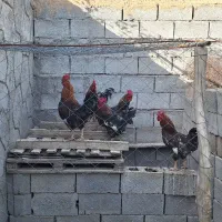 خروس و مرغ خانگی