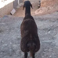بره قوچی افشاری سرخ ماشالله دوروشت،بز میش،
