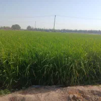 فروش-زمین-کشاورزی-لب-به-اتوبان