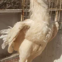 خروس لاری جوان