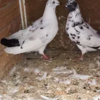 کبوتر...|پرنده|رشت, شکار اسطلخ|دیوار