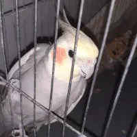 طوطی عروس سرحال نر قیمت مناسب
