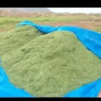 کاه سبز گندم درجه یک