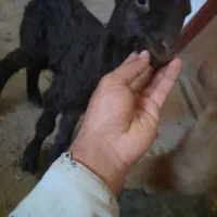 بره شیری