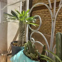 افوربیا اینجنس  ماداگاسکار زاموفیلیا  کاکتوس گندمی