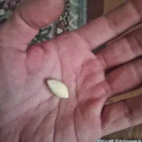 مهره اصل