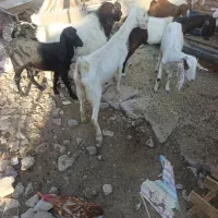 بز سانن و مری مالداری
