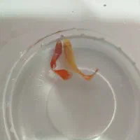 فروش انواع ماهی گوپی سالن پرورشی